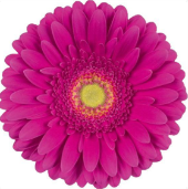 Ge Gr Flamenco purple 45 A1 Decorum Netherlands buy wholesale on M-Flowers