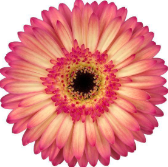 Ge Gr Hippie chic 45 A1 Decorum NL купить оптом на M-Flowers