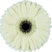 Ge Gr Iceberg 45 A1 Decorum NL buy wholesale on M-Flowers