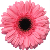 Ge Gr Pre Intenzz pink 45 A1 Decorum Netherlands купить оптом на M-Flowers