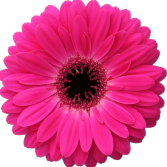 Ge Gr Rich pink 45 A1 Decorum Netherlands buy wholesale on M-Flowers