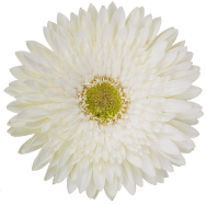 Ge Gr Skydance white 45 A1 Decorum Netherlands купить оптом на M-Flowers