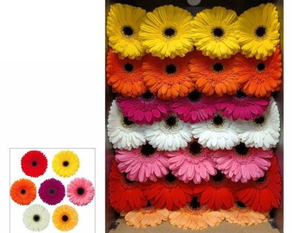 Ge Gr MIXED ON ROW WITH WHITE multicolor 45 A1 Decorum Netherlands buy wholesale on M-Flowers