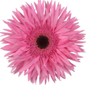 GE GS Amazing pink 45 A1 Decorum Netherlands купить оптом на M-Flowers