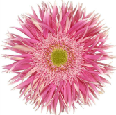 GE GS Crossette pink 45 A1 Decorum Netherlands comprar al por mayor en M-Flowers