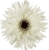 GE GS Garden Ghost white 45 A1 Decorum Netherlands buy wholesale on M-Flowers