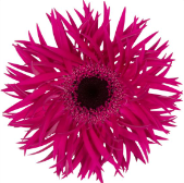 GE GS Renegade dark-pink 45 A1 Decorum Netherlands buy wholesale on M-Flowers