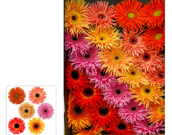 GE GS MIXED SPIDER multicolor 45 A1 Decorum Netherlands купить оптом на M-Flowers