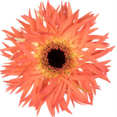 GE GS Sensini peach 45 A1 Decorum Netherlands купить оптом на M-Flowers