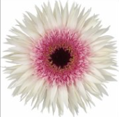 GE GS Stunt multicolor 45 A1 Decorum Netherlands comprar al por mayor en M-Flowers