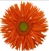 GE GS Yari+ orange 45 A1 Decorum Netherlands купить оптом на M-Flowers