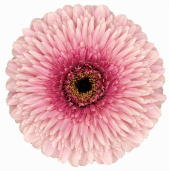 GE GB Mayball 45 A1 Decorum NL buy wholesale on M-Flowers