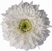 GE GB Moon Kick white 45 A1 Decorum Netherlands buy wholesale on M-Flowers