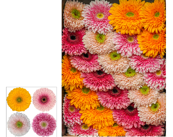 GE GB Pom Gemengd multicolor 45 A1 Decorum Netherlands comprar al por mayor en M-Flowers