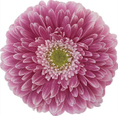 GE GB Pom Power Ball pink 45 A1 Decorum Netherlands buy wholesale on M-Flowers