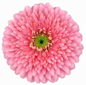 GE GB Sawasawa pink 45 A1 Decorum Netherlands comprar al por mayor en M-Flowers