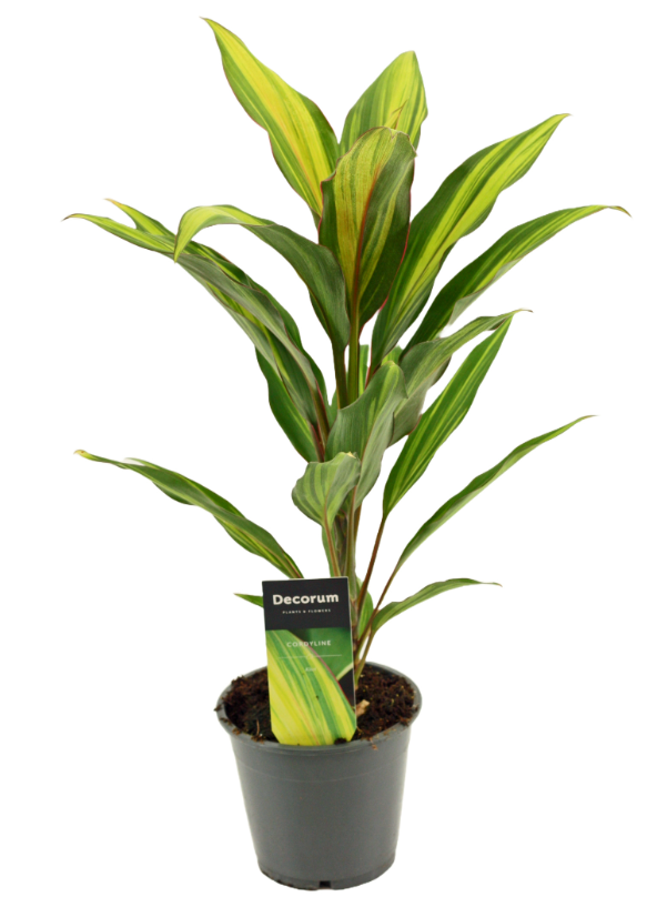 Plants Cordyline Kiwi 12 cm ( Decorum ) 40 A1 Decorum NL купить оптом на M-Flowers