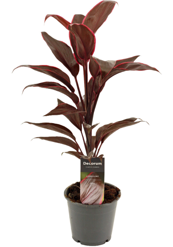 Plants Cordyline Mambo12cm ( Decorum ) green 12 A1 Decorum Netherlands comprar al por mayor en M-Flowers