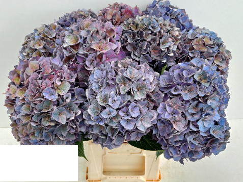 Hydrangea Rodeo (classic) 50 A1 Pico Bello NL buy wholesale on M-Flowers