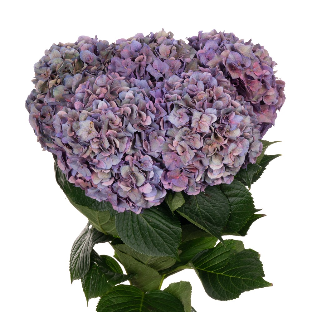 Hydrangea Rodeo (classic) 60 A1 Pico Bello NL buy wholesale on M-Flowers