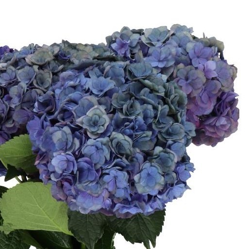 Hydrangea Royal Anastasia (classic) blue 60 A1  Netherlands buy wholesale on M-Flowers