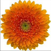 GE GB Berra+ orange 45 A1 Decorum Netherlands buy wholesale on M-Flowers