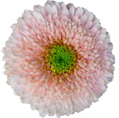 GE GB Himalia light-pink 45 A1 Decorum Netherlands comprar al por mayor en M-Flowers