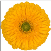 GE GB Honey Ball yellow 45 A1 Decorum Netherlands buy wholesale on M-Flowers