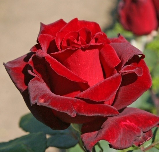 Rose Dallas 60 A1 QualisA EC buy wholesale on M-Flowers