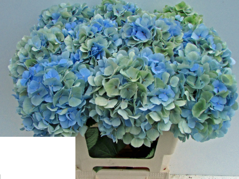 Hydrangea Verena (classic blauw) 60 A1 Pico Bello NL buy wholesale on M-Flowers