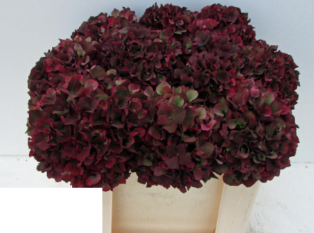 Hydrangea Magical Rubyred (classic) burgundy 60 A1  Netherlands buy wholesale on M-Flowers