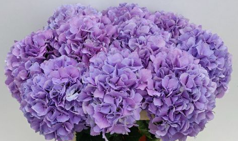 Hydrangea Royal Benefit 60 A1 Pico Bello NL купить оптом на M-Flowers