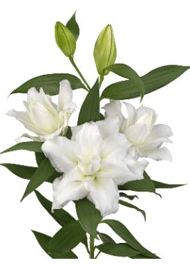 Li Or Du ROSELILY CECILIA 4+ white 85 A1 Decorum Netherlands buy wholesale on M-Flowers