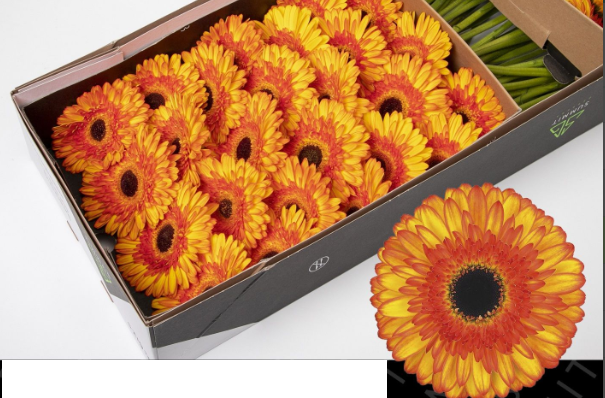 Ge Gr Spotlight orange 45 A1 Decorum Netherlands buy wholesale on M-Flowers