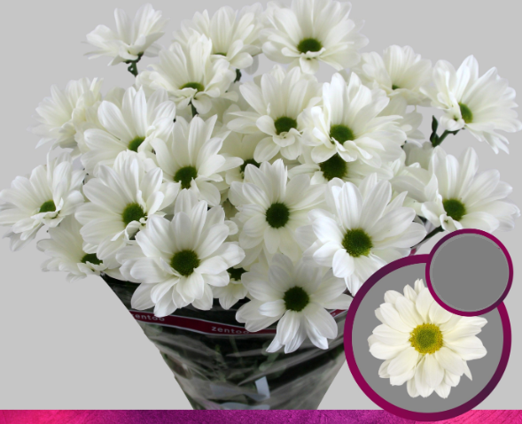 Chr t BABE BIANCO 70 A1 Zentoo NL купить оптом на M-Flowers