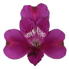 Alstroemeria MARACANA multicolor 80 A1 QualisA Ecuador купить оптом на M-Flowers