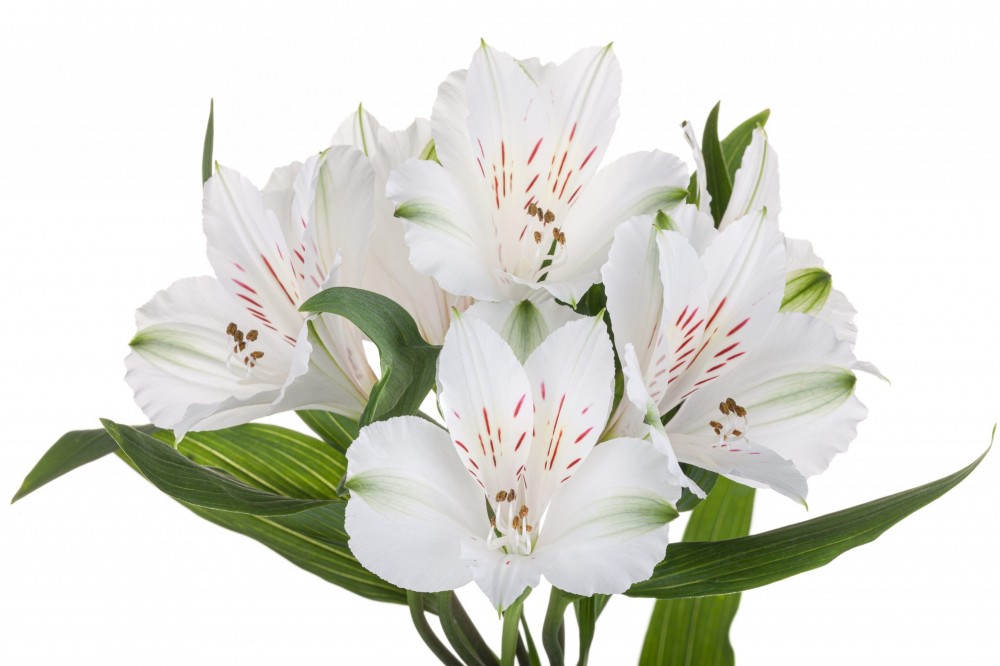 Alstroemeria WINTERFELL white 70 A1 QualisA Ecuador купить оптом на M-Flowers