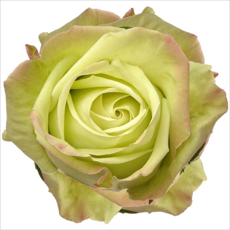 Rose Green Fashion 50 A1 Hoja Verde EC buy wholesale on M-Flowers