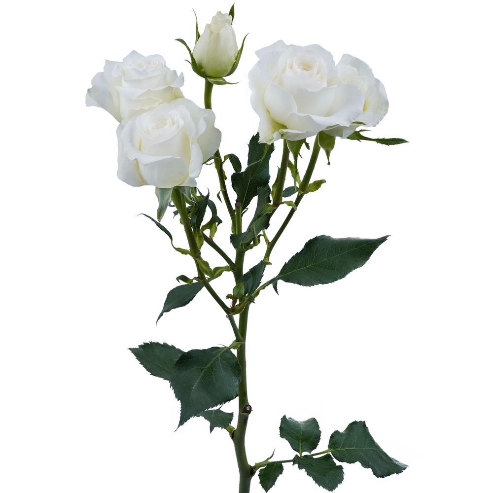 Spray roses SHINING STAR white 60 A1 Spray roses SHINING STAR 60 A1 MUMIFLORA LTD T/A BARAKA ROSES KE comprar al por mayor en M-Flowers