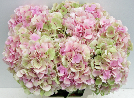 Hydrangea Verena (classic) roze-groen multicolor 50 A1  Netherlands buy wholesale on M-Flowers