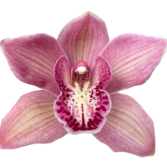 Cymb CYNTHIA 60 A1 Decorum NL buy wholesale on M-Flowers