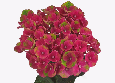 Hydrangea Magical Charlotte multicolor 60 A1  Netherlands купить оптом на M-Flowers