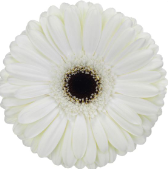 Ge Gr Snow King 45 A1 Decorum NL buy wholesale on M-Flowers