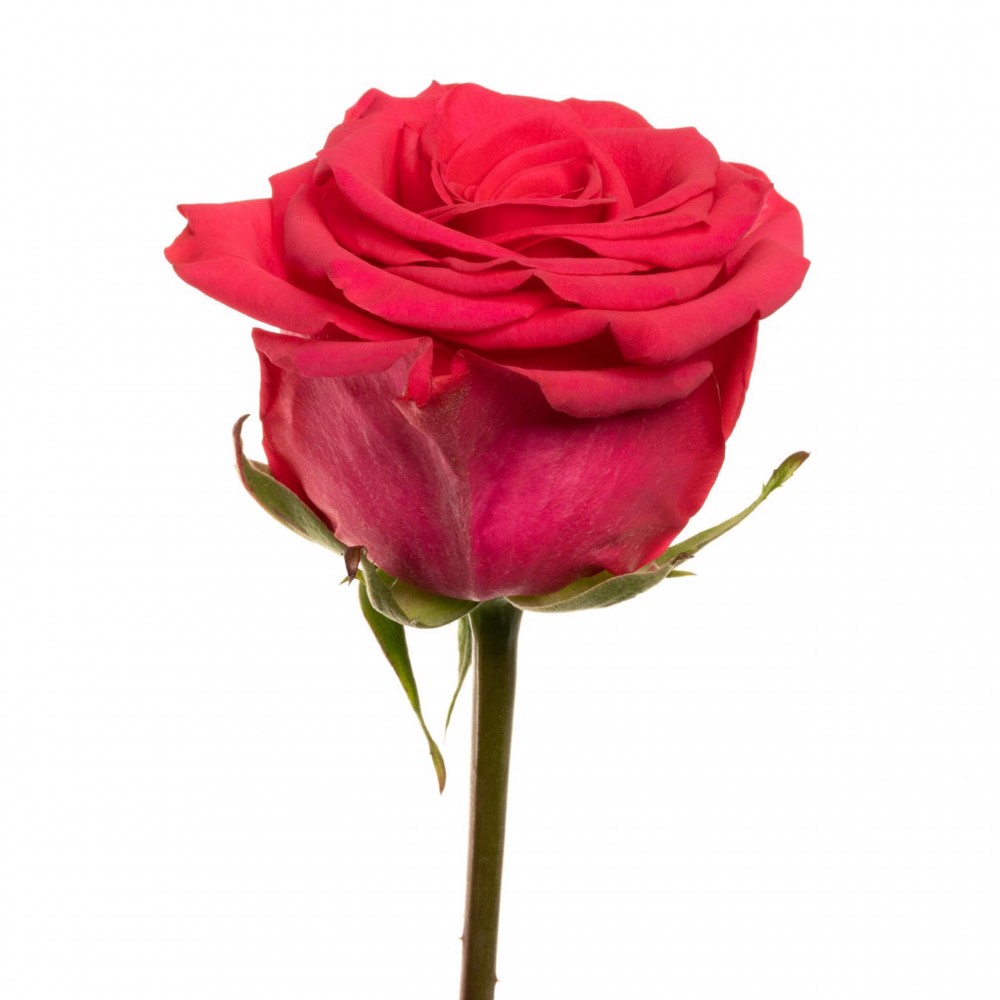 Rose V.I. PINK pink 70 A1 Rose V.I. PINK 70 A1 Altos del Norte EC купить оптом на M-Flowers