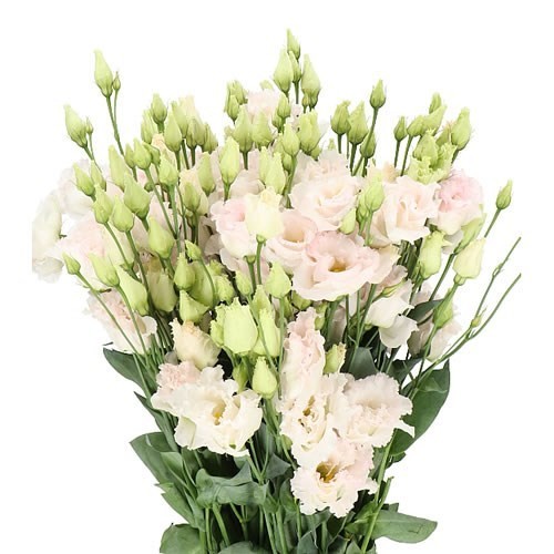 Eustoma Wedding Pink 72 A1 Lugt NL buy wholesale on M-Flowers