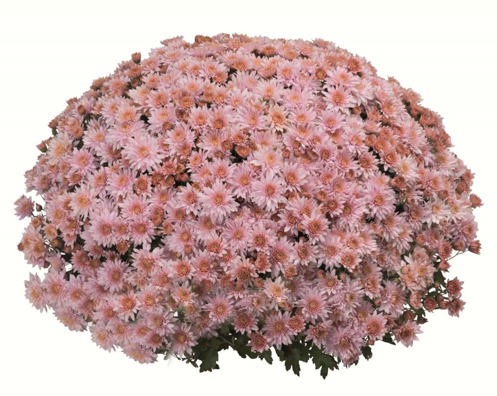 Chrysanthemum spray pastel tones multicolor 70 A1 QUALIFERUS Russia buy wholesale on M-Flowers