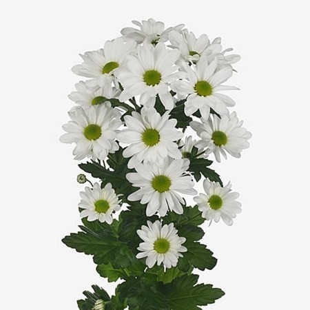 Chrysanthemum spray Kennedy white 70 A1 QUALIFERUS RU comprar al por mayor en M-Flowers