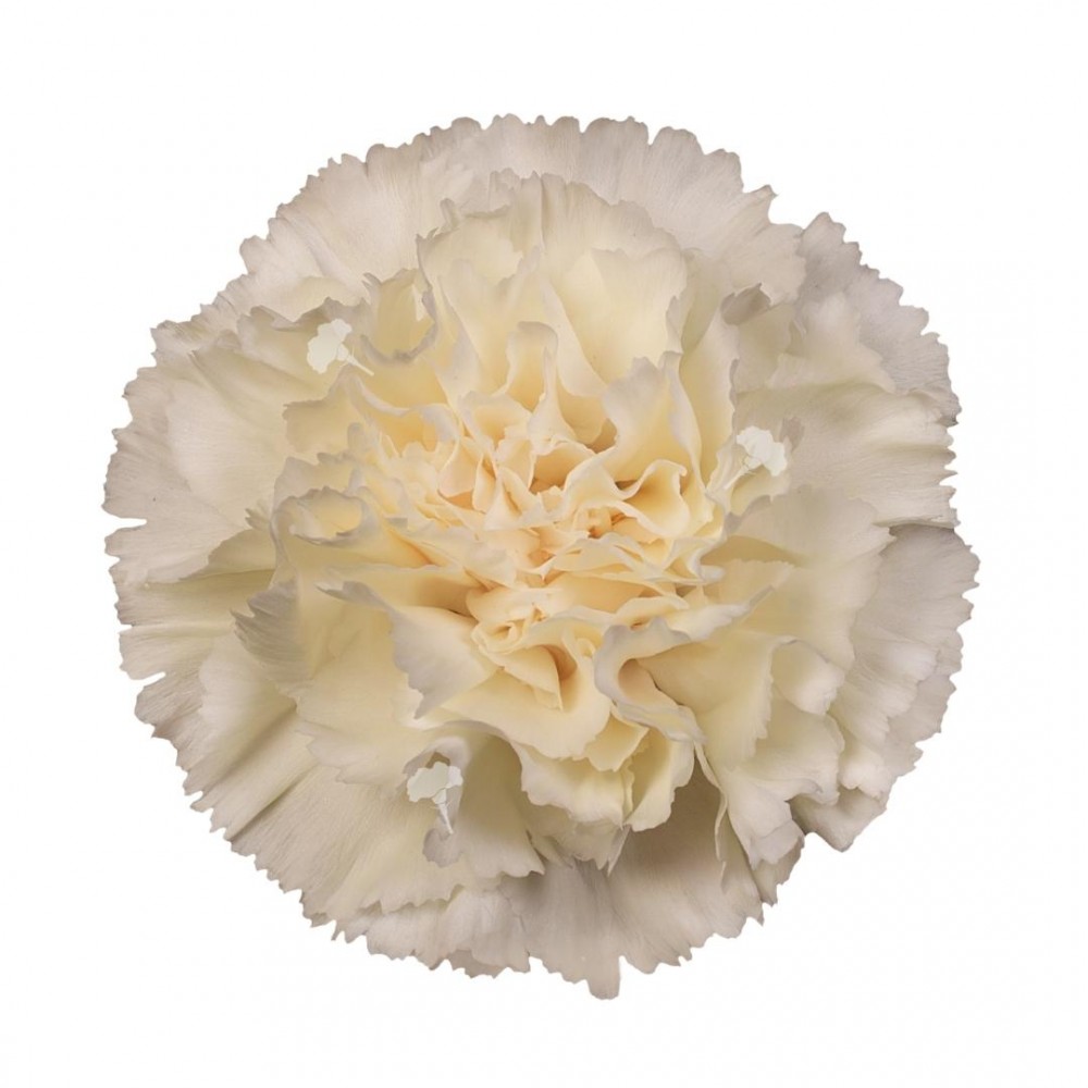 Carnation Halo multicolor 70 A1  Ecuador купить оптом на M-Flowers