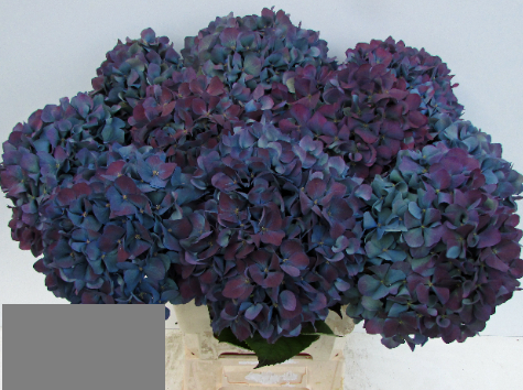 Hydrangea Pimpernel (classic) 50 A1 Pico Bello NL buy wholesale on M-Flowers