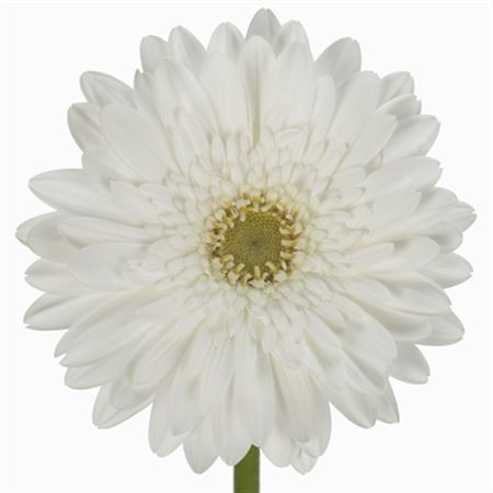 Ge Gr SWANLAKE white 45 A1 Ge Gr SWANLAKE 45 A1 Florein NL comprar al por mayor en M-Flowers